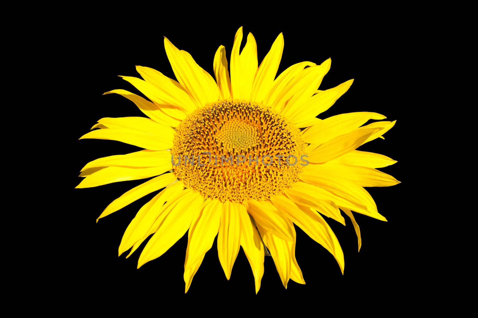 Sunflower isolated on black