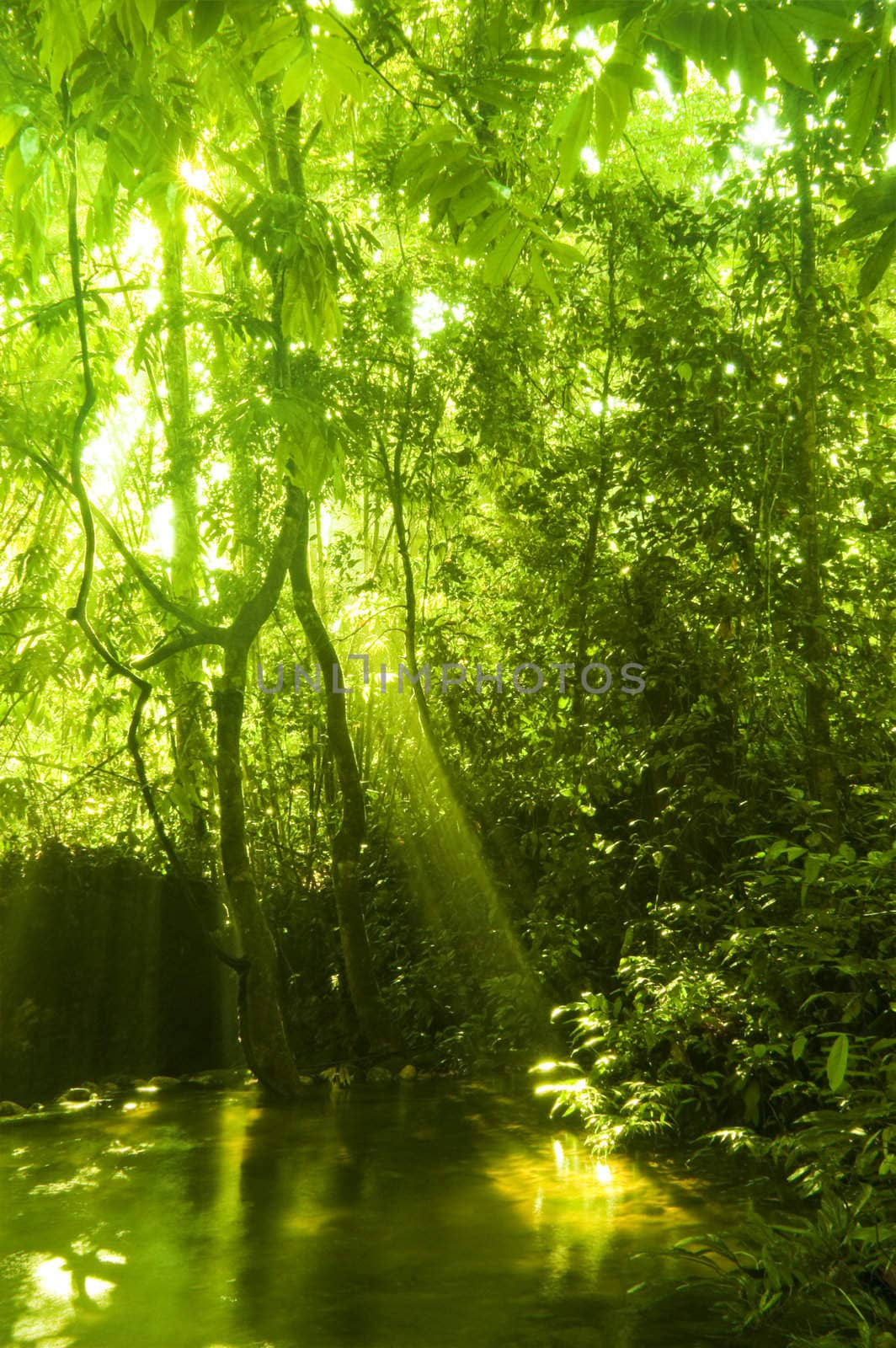 Green forest and stream in a morning, with golden sunlight shine on the water.