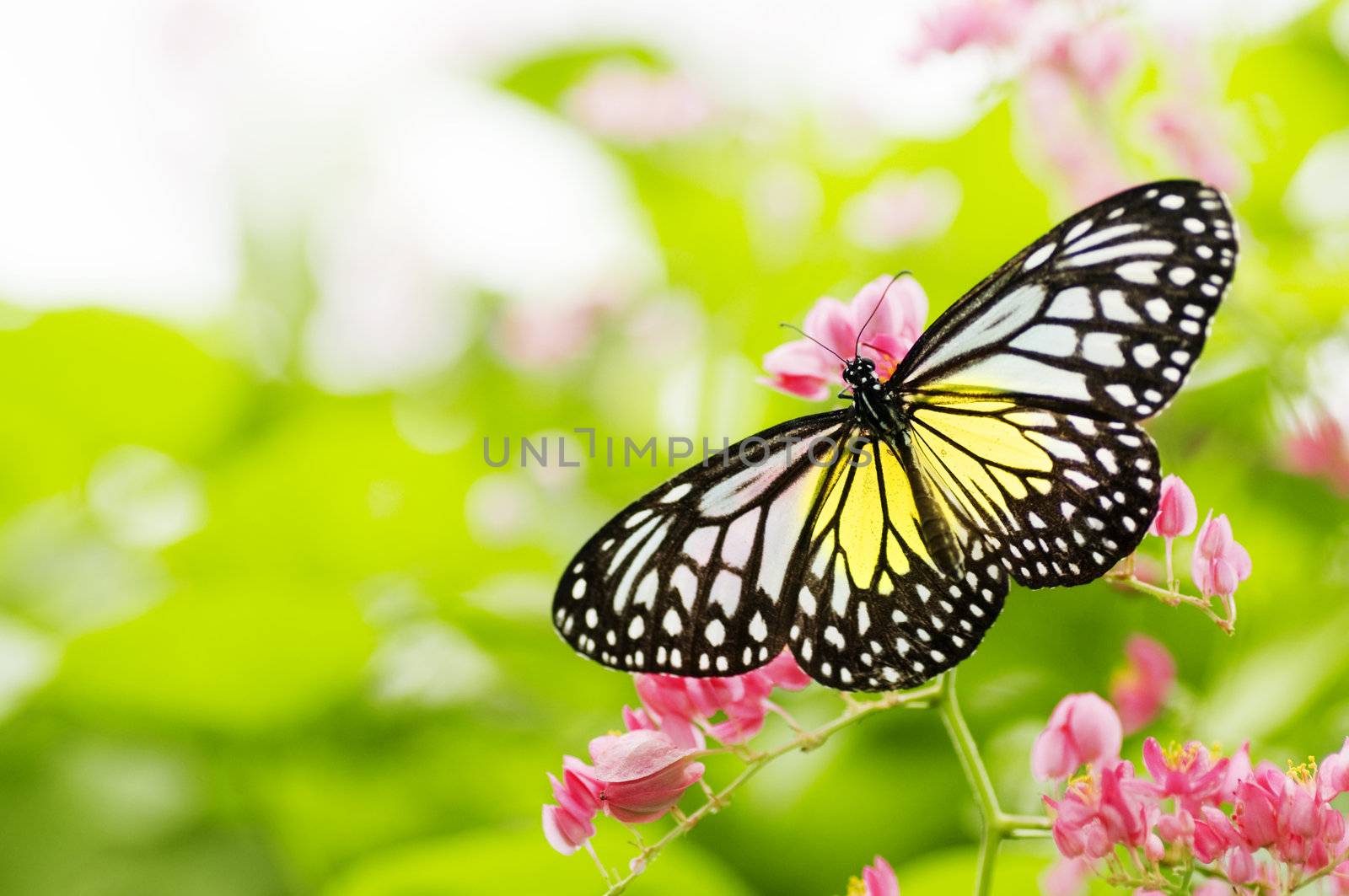 butterfly on a flower 