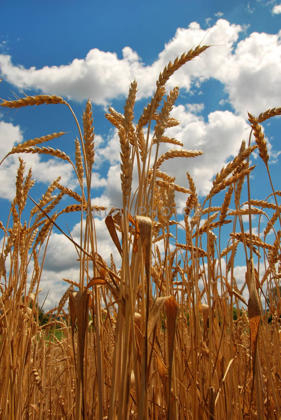 yellow wheat plant on field over scenic blue sky
