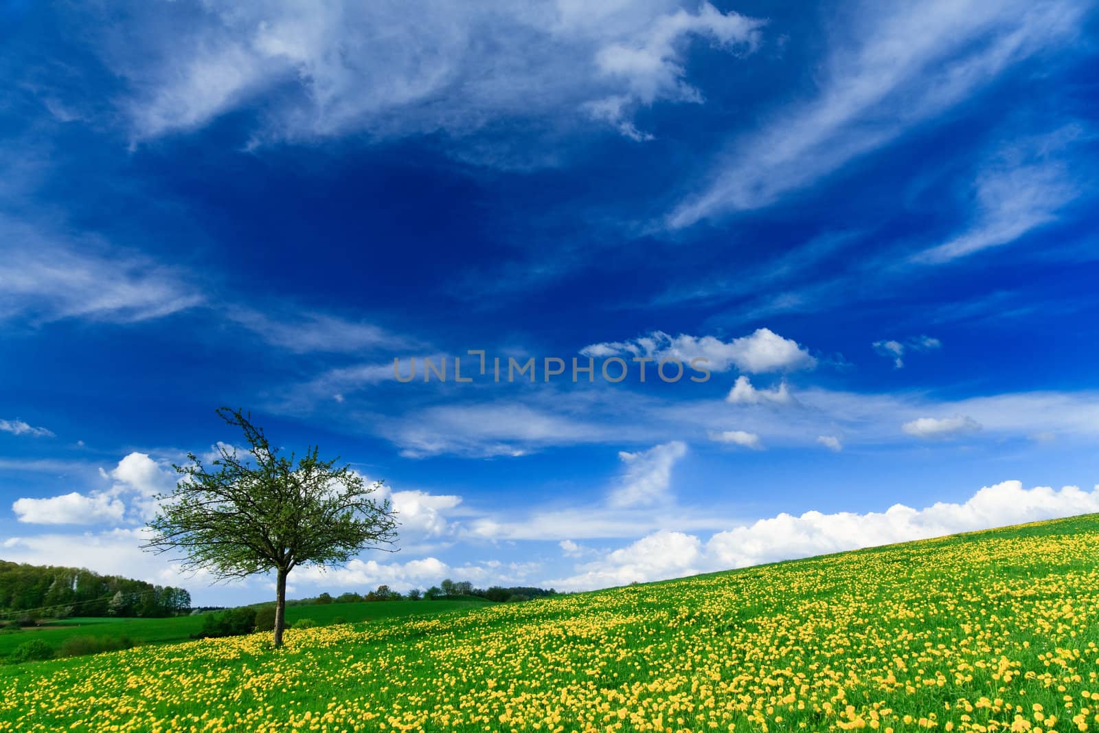 Spring landscape - green fields, the blue sky