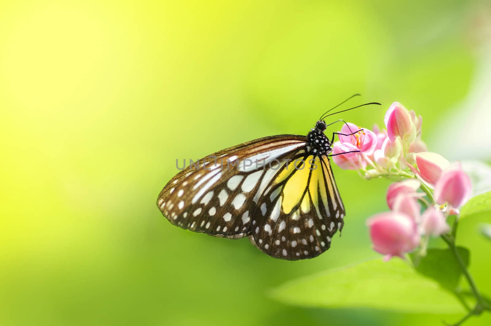 Butterfly on a Flower 