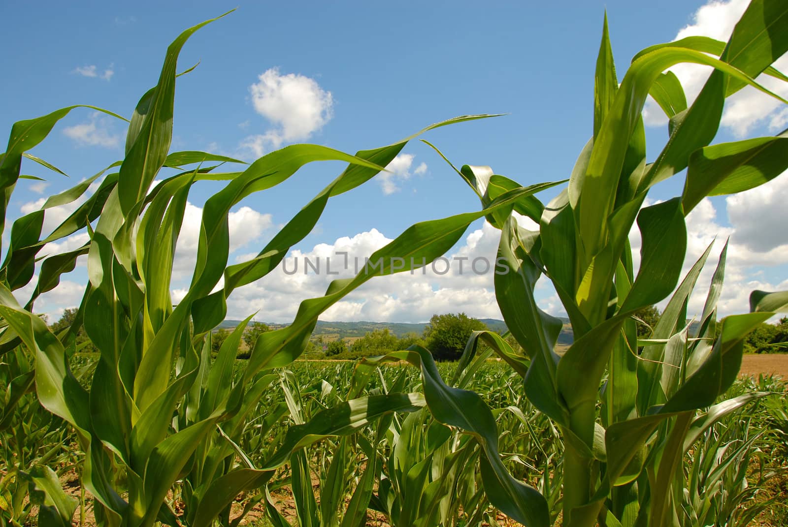 green corn plants on field over blue sky
