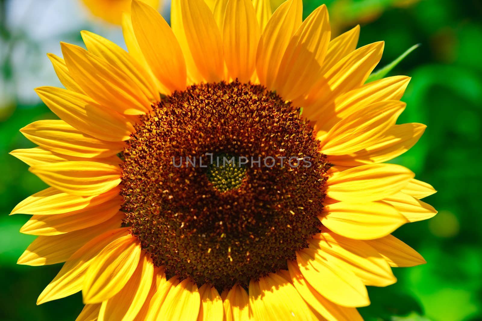 fresh sunflower on blue sky as background