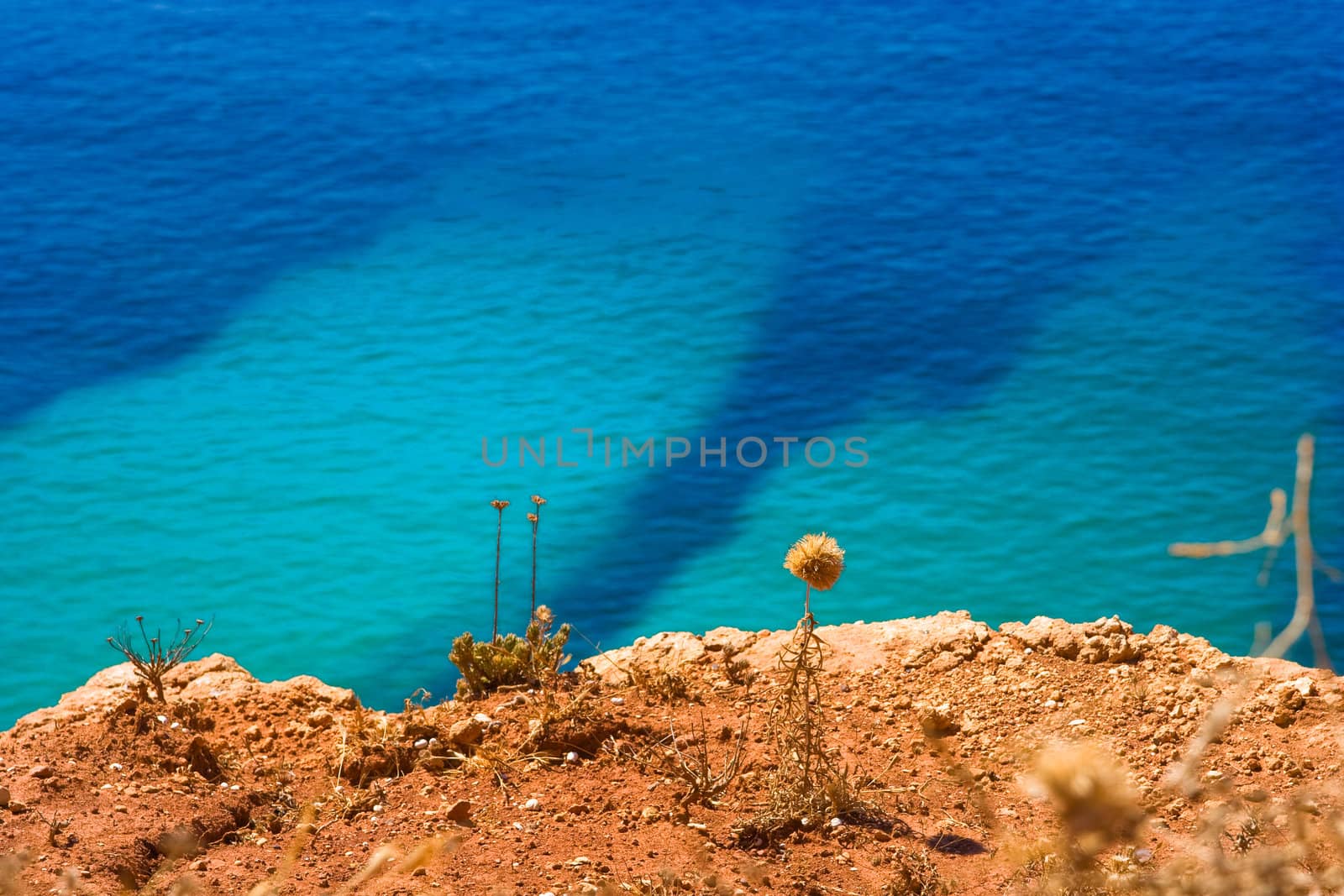 plant top of a rock with ocean as background