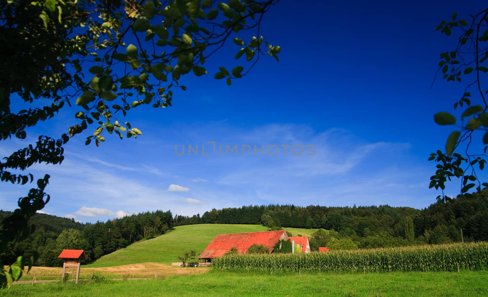 sumer landscape at Germany wiht blue sky and mountain