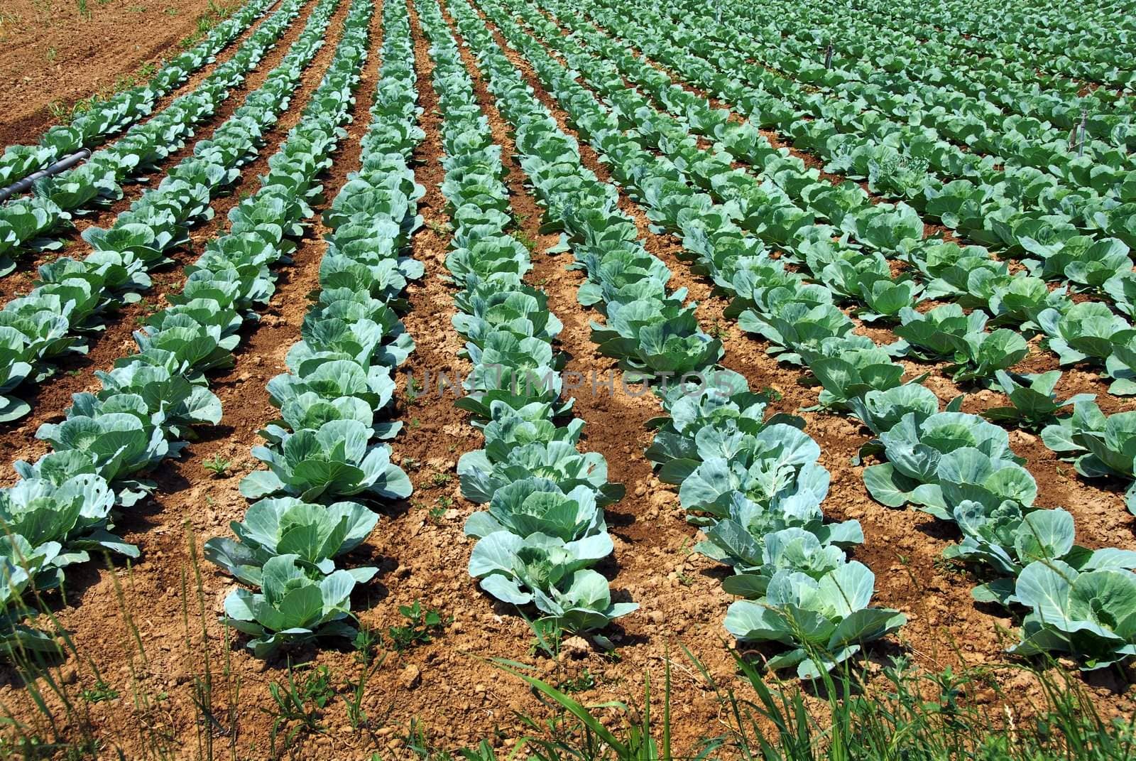 green cabbage in rows growing on field