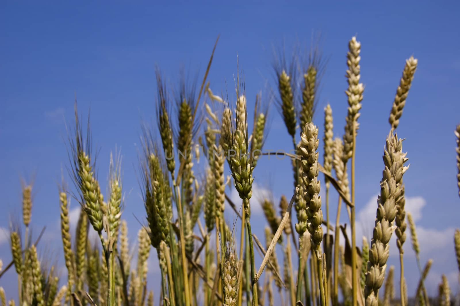 yellow grain against blue sky 