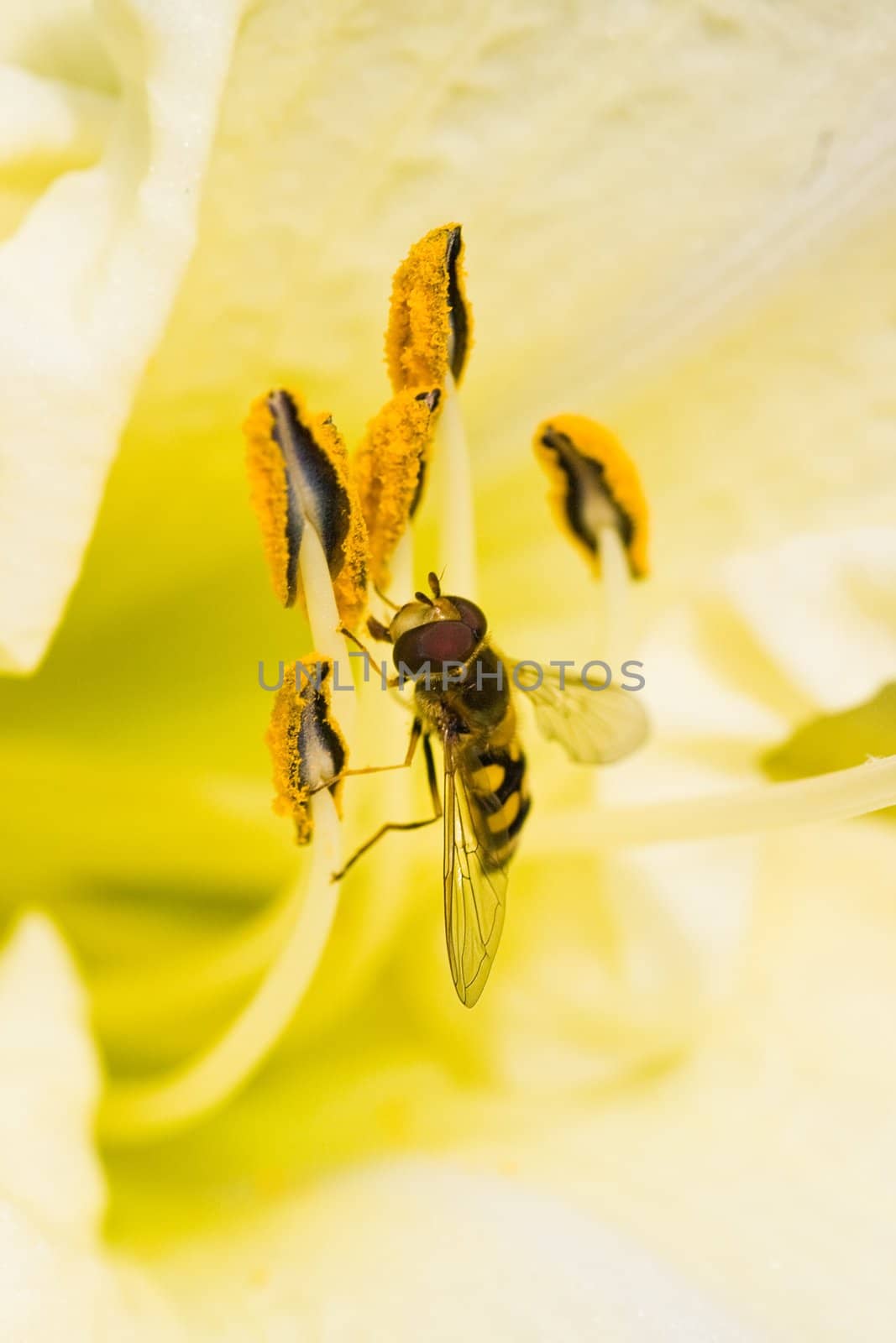 White daylily with hoverfly in close view by Colette