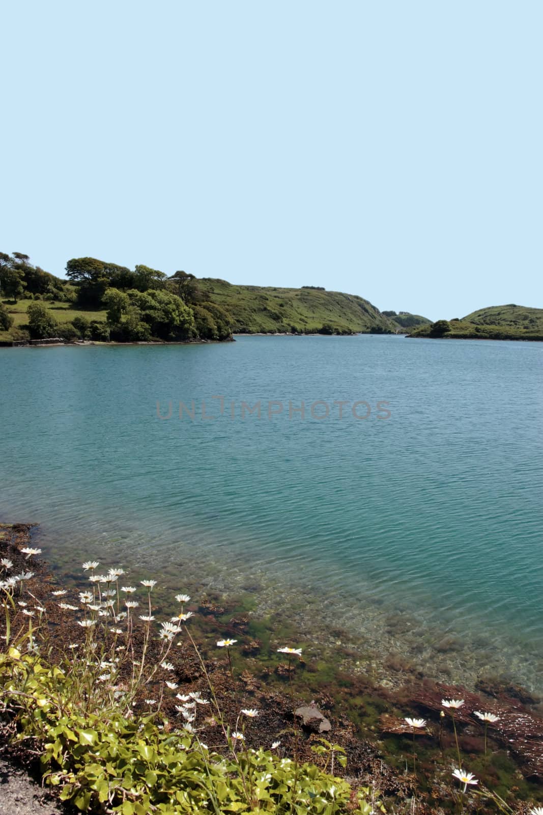 wild flowers on an irish lake side in summer