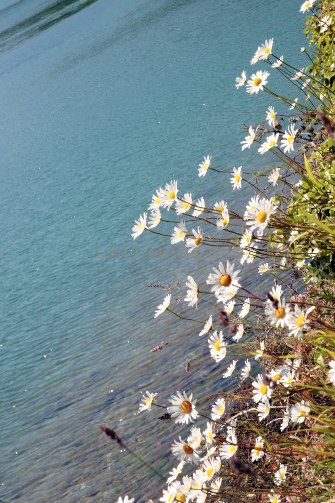 wild flowers on an irish lake side in summer