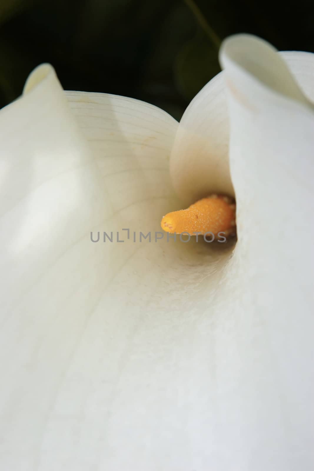 a close-up of a beautiful white lilly