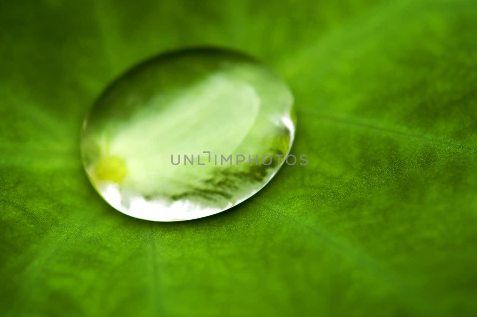 Close up of water drop on lotus leaf .