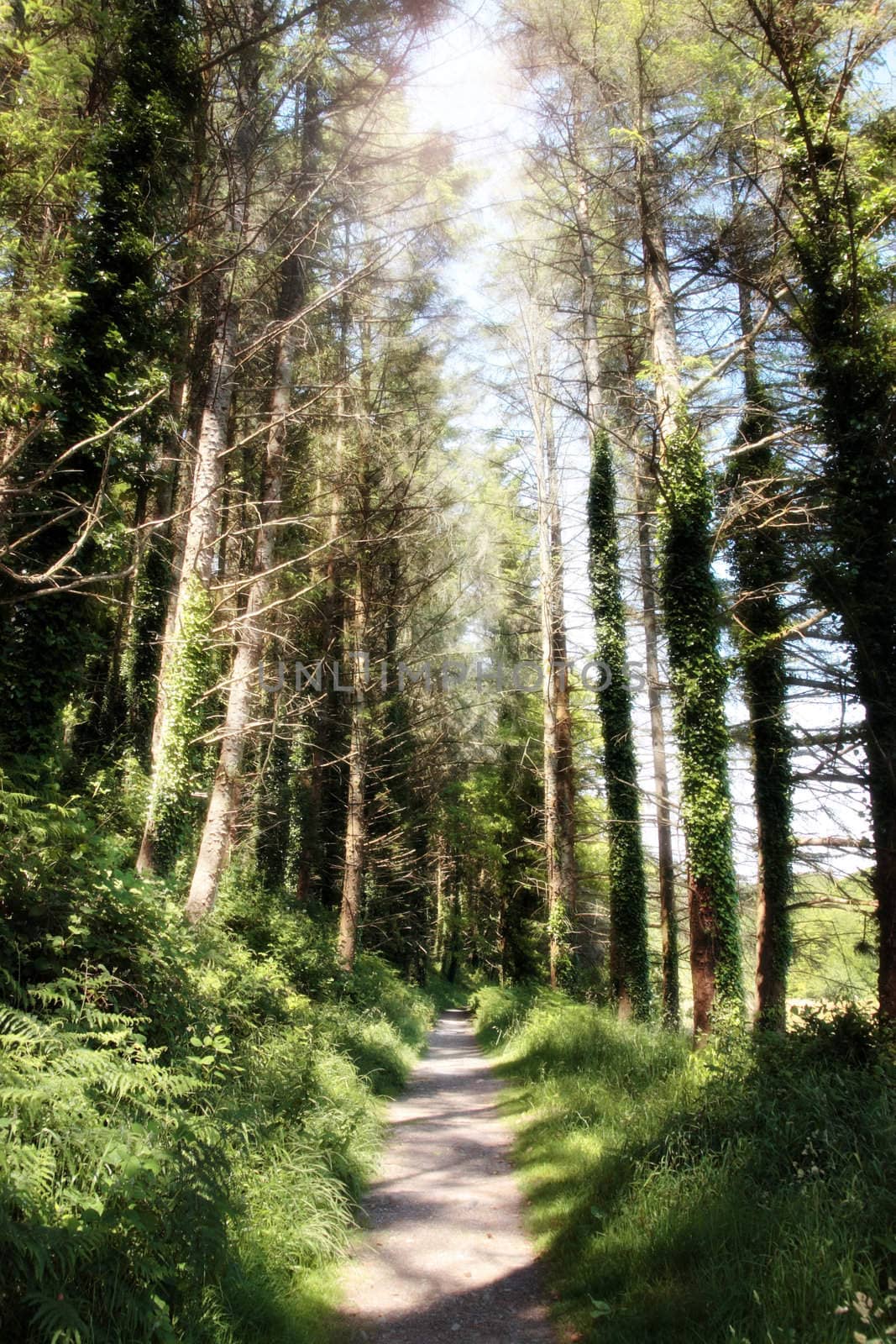 a wild wood with a narrow footpath