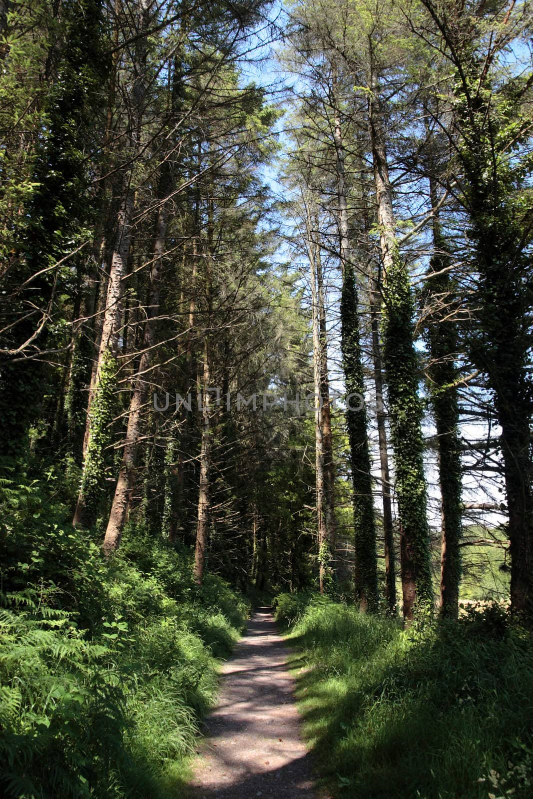 a wild wood with a narrow footpath