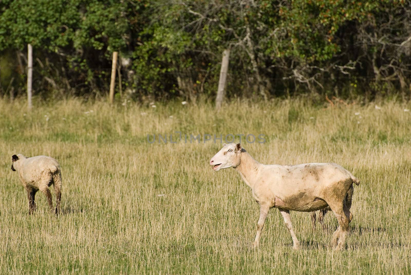 Two sheep standing in a grassy field outside