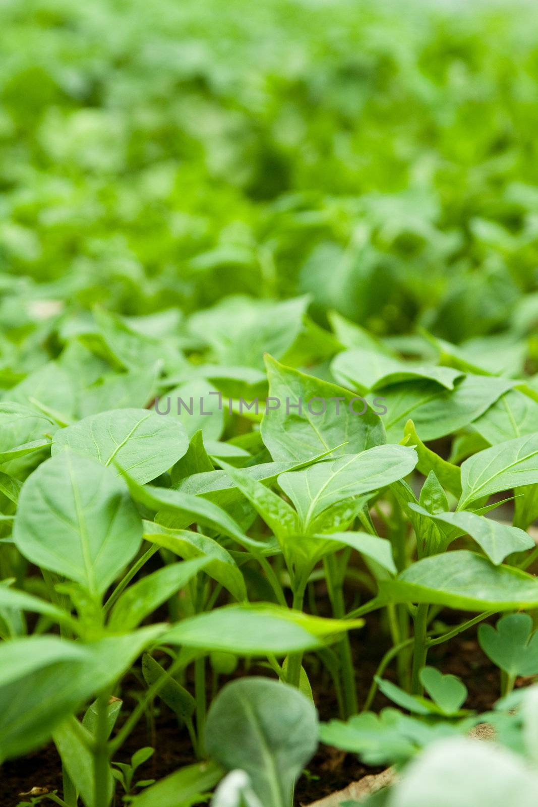 very small plants and vegetables inside a greenhouse