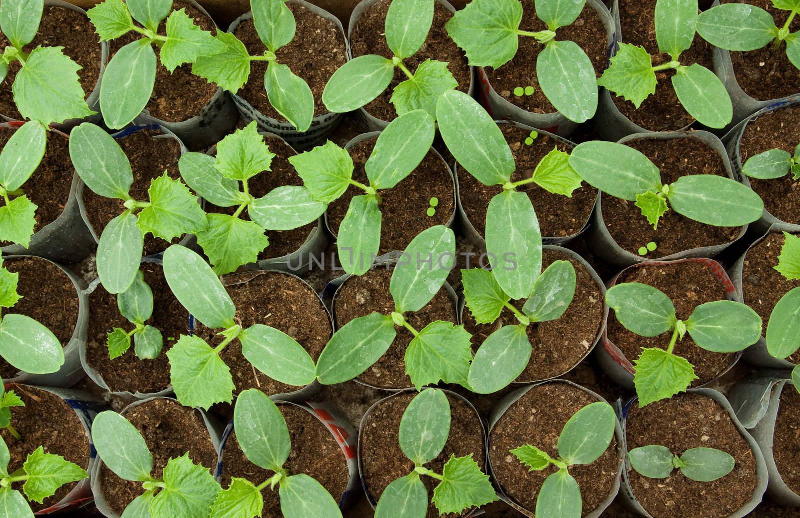 very small plants and vegetables inside a greenhouse