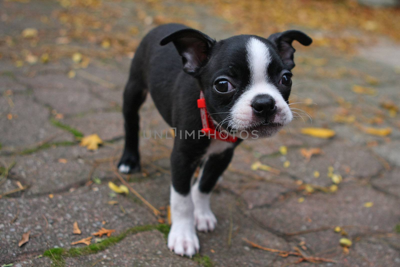 Boston Terrier Puppy standing closeup of face