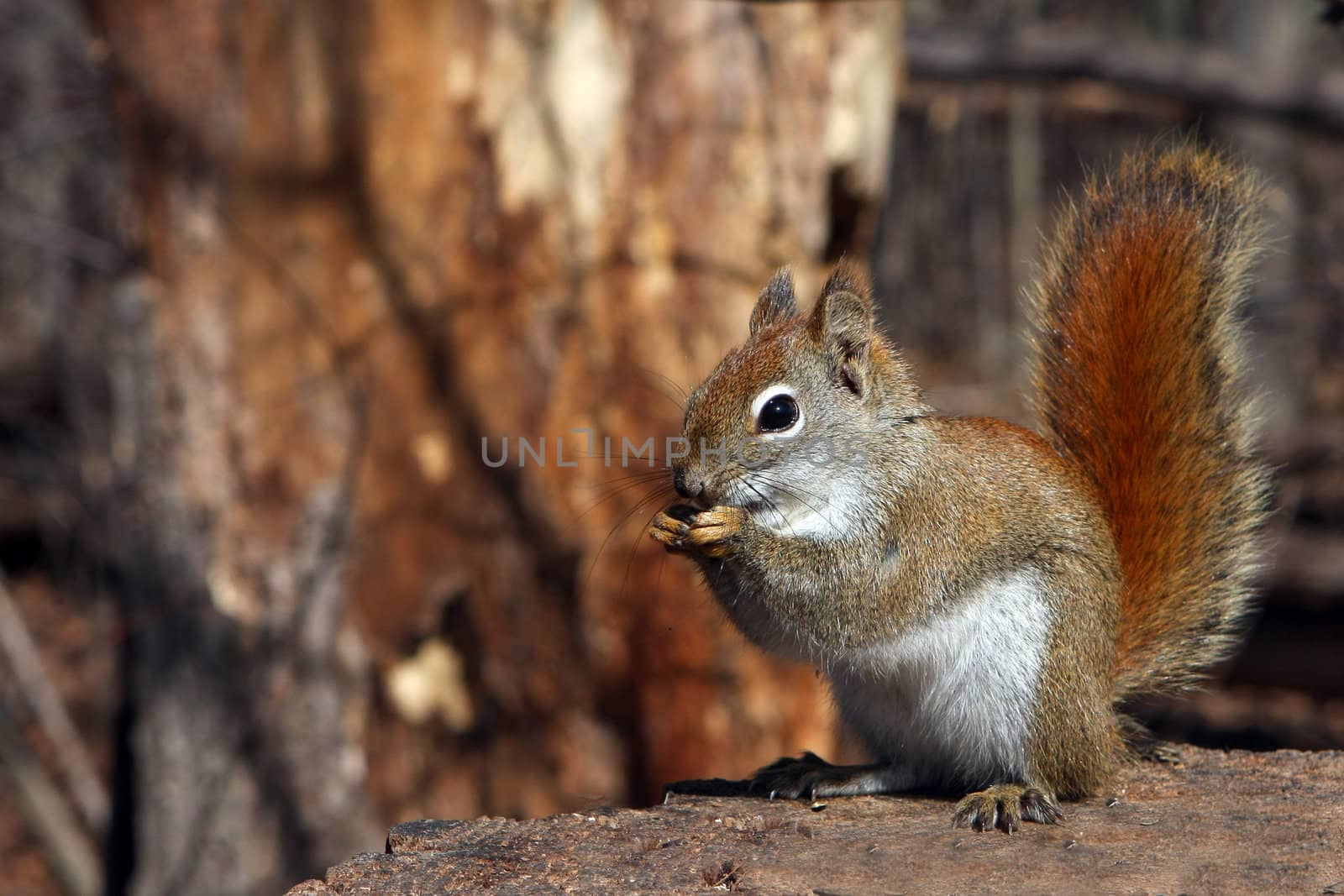 Red Squirrel In Morning Sun Feet Up