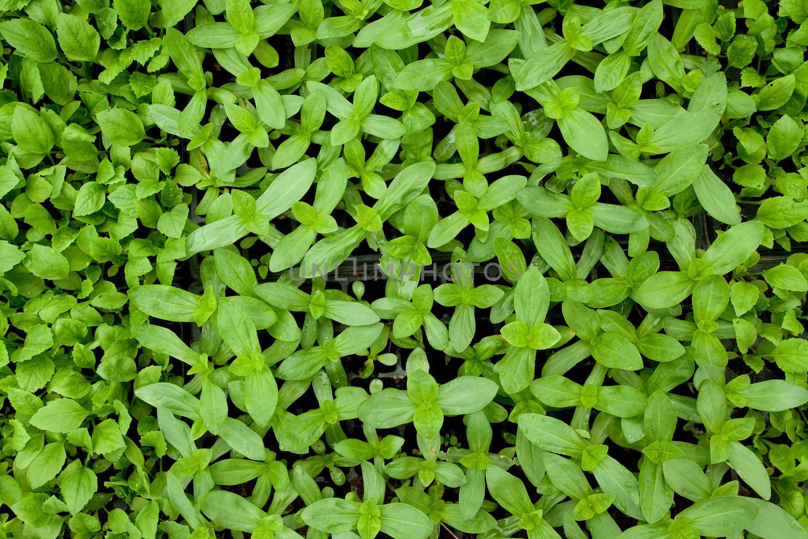 very small plants and vegetables inside a greenhouse