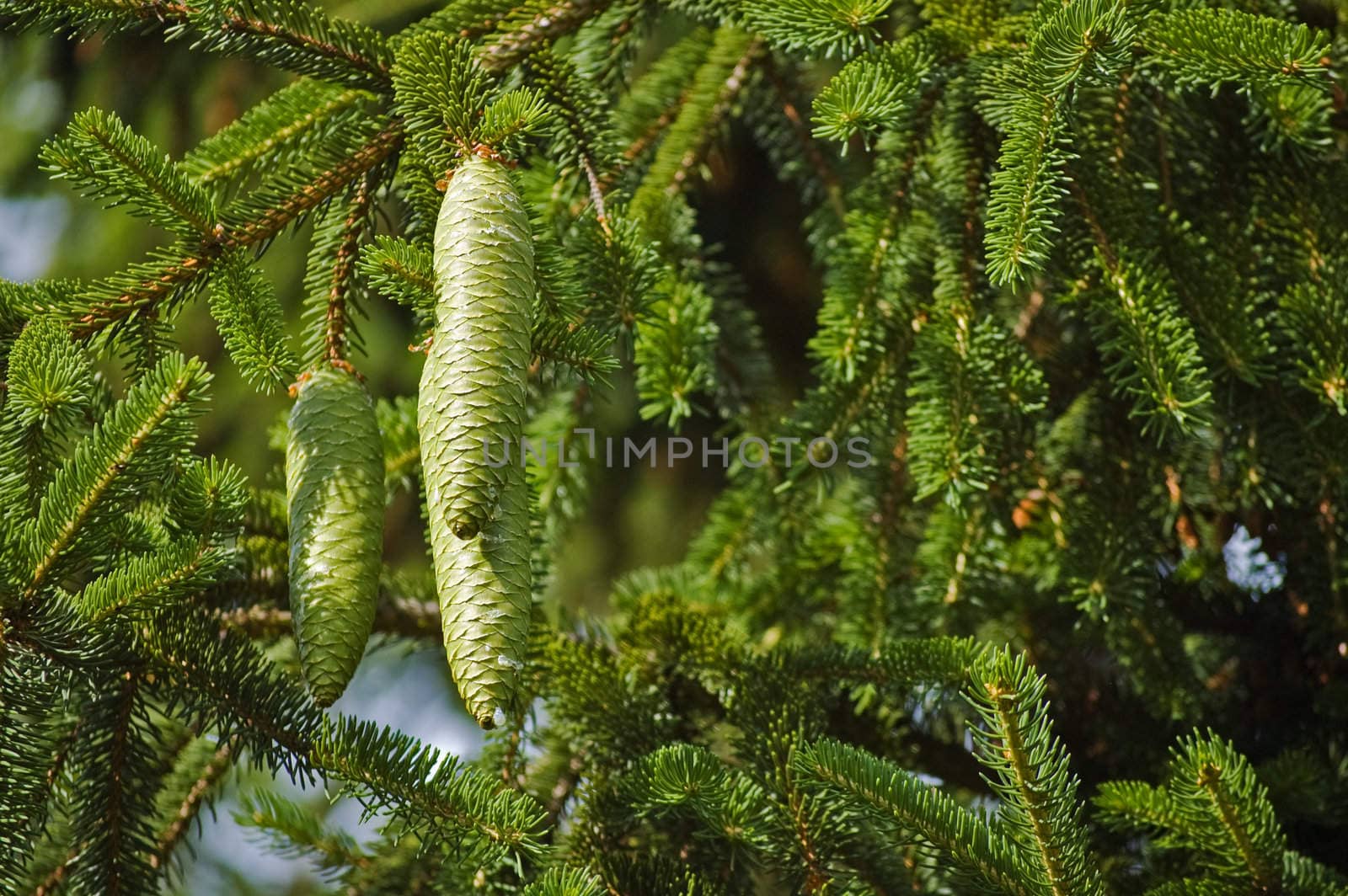 Green pine cones on pine tree branch