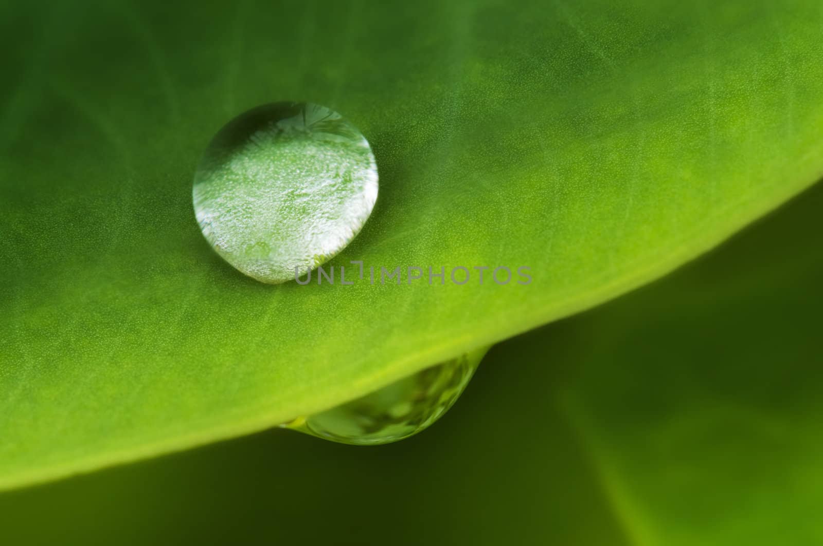 Water drop on a lotus leaf in early morning.