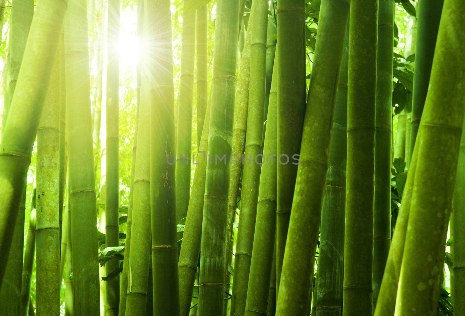 Asian Bamboo forest with morning sunlight.