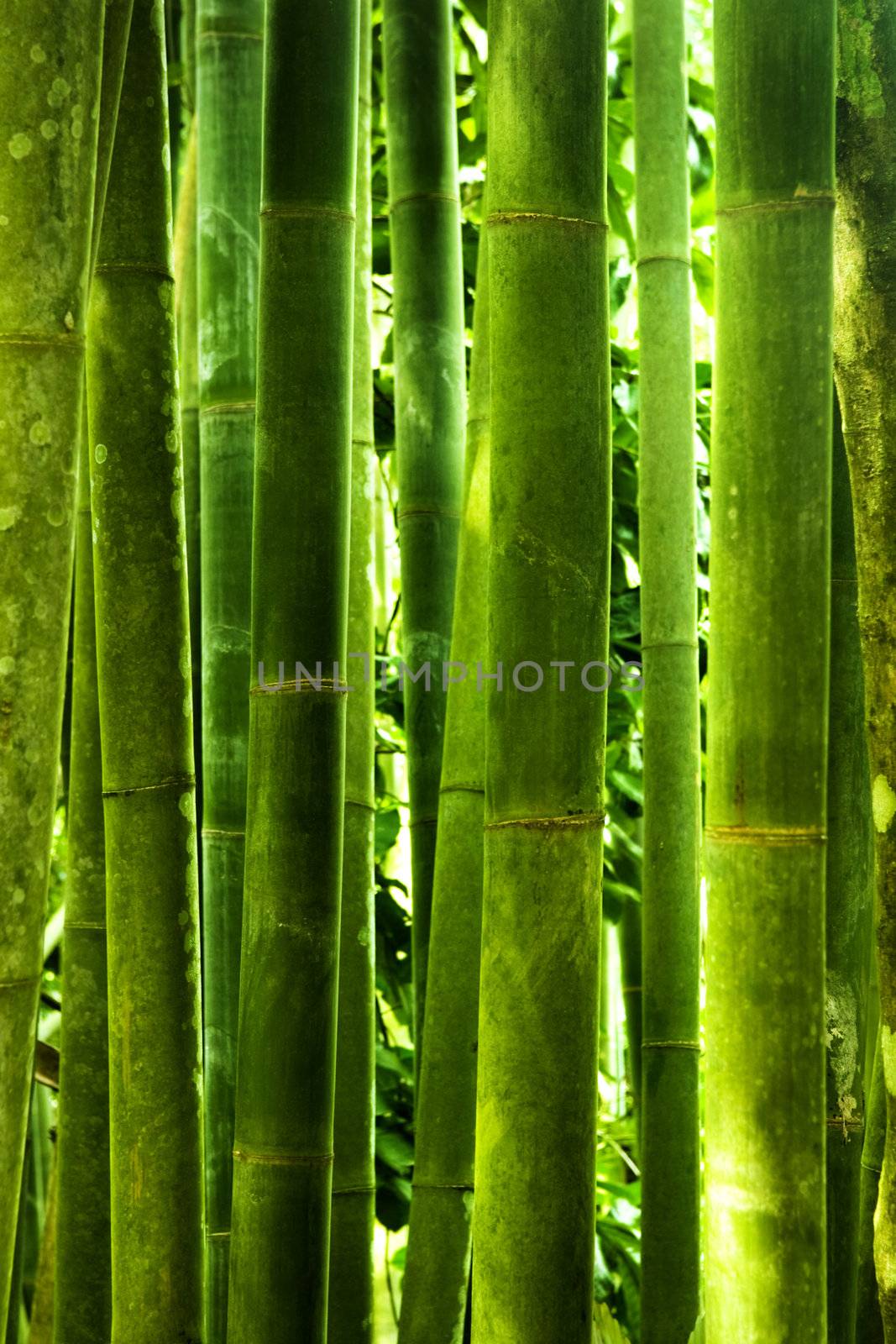 Asian Bamboo forest with morning sunlight. 
