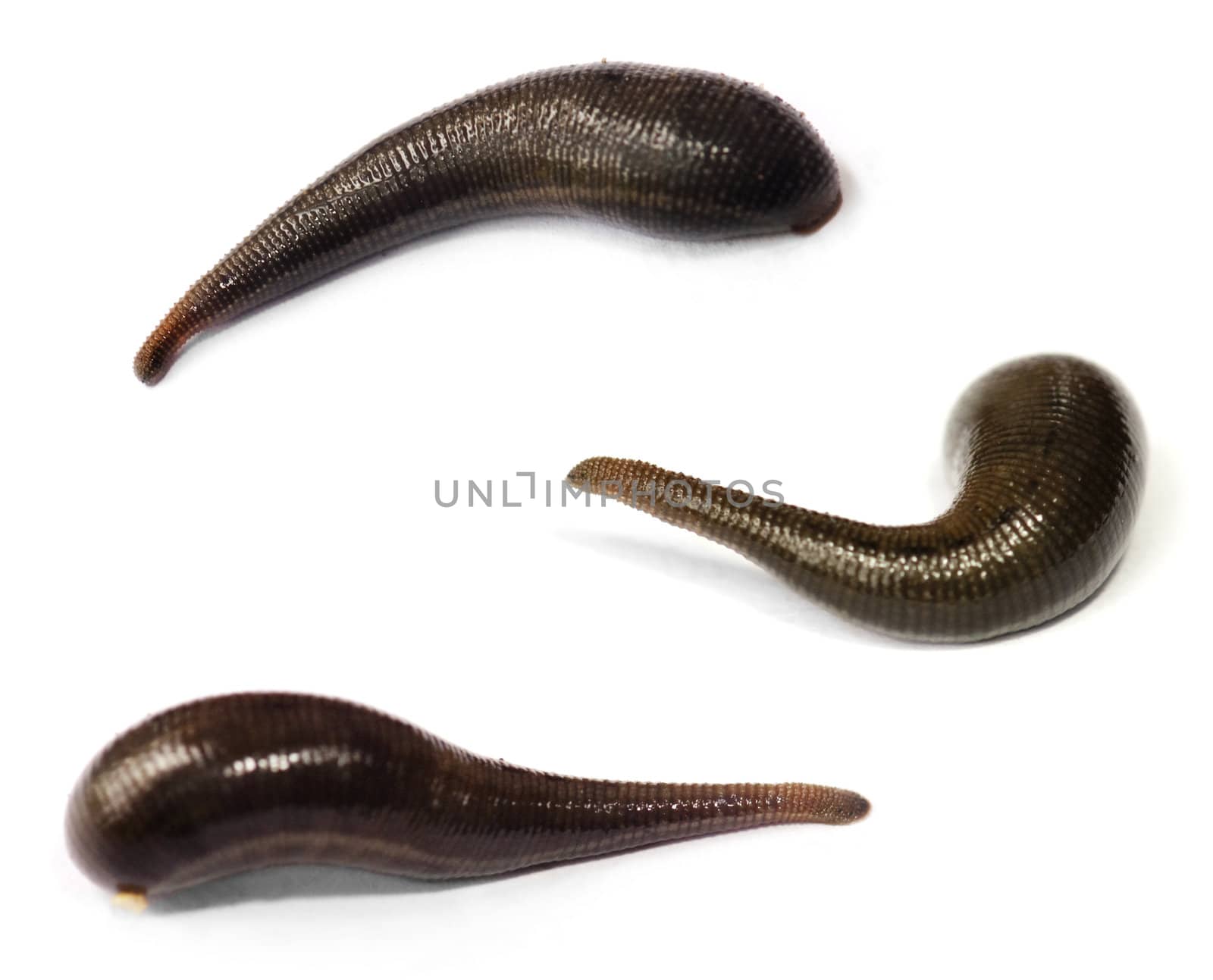 Three blood sucking leeches on white background.