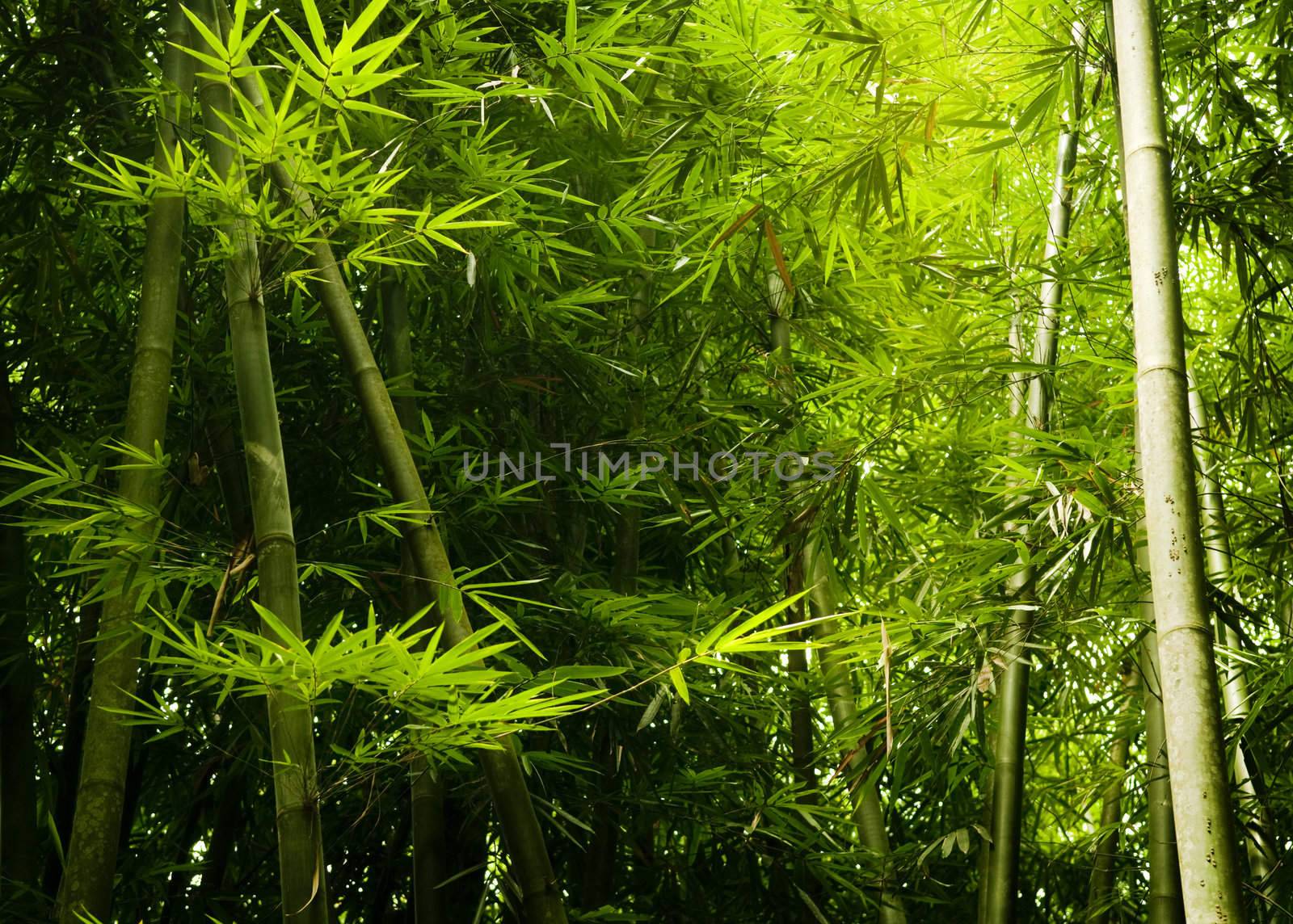 Asian Bamboo forest with morning sunlight.