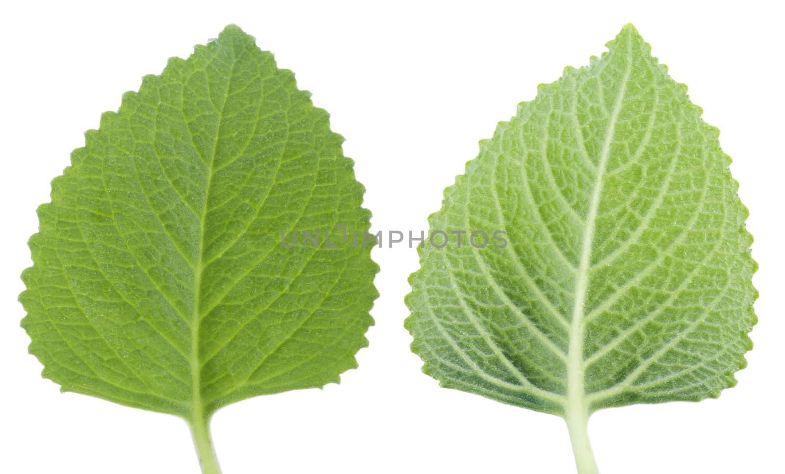 Isolated macro of a fresh mint leaf. 