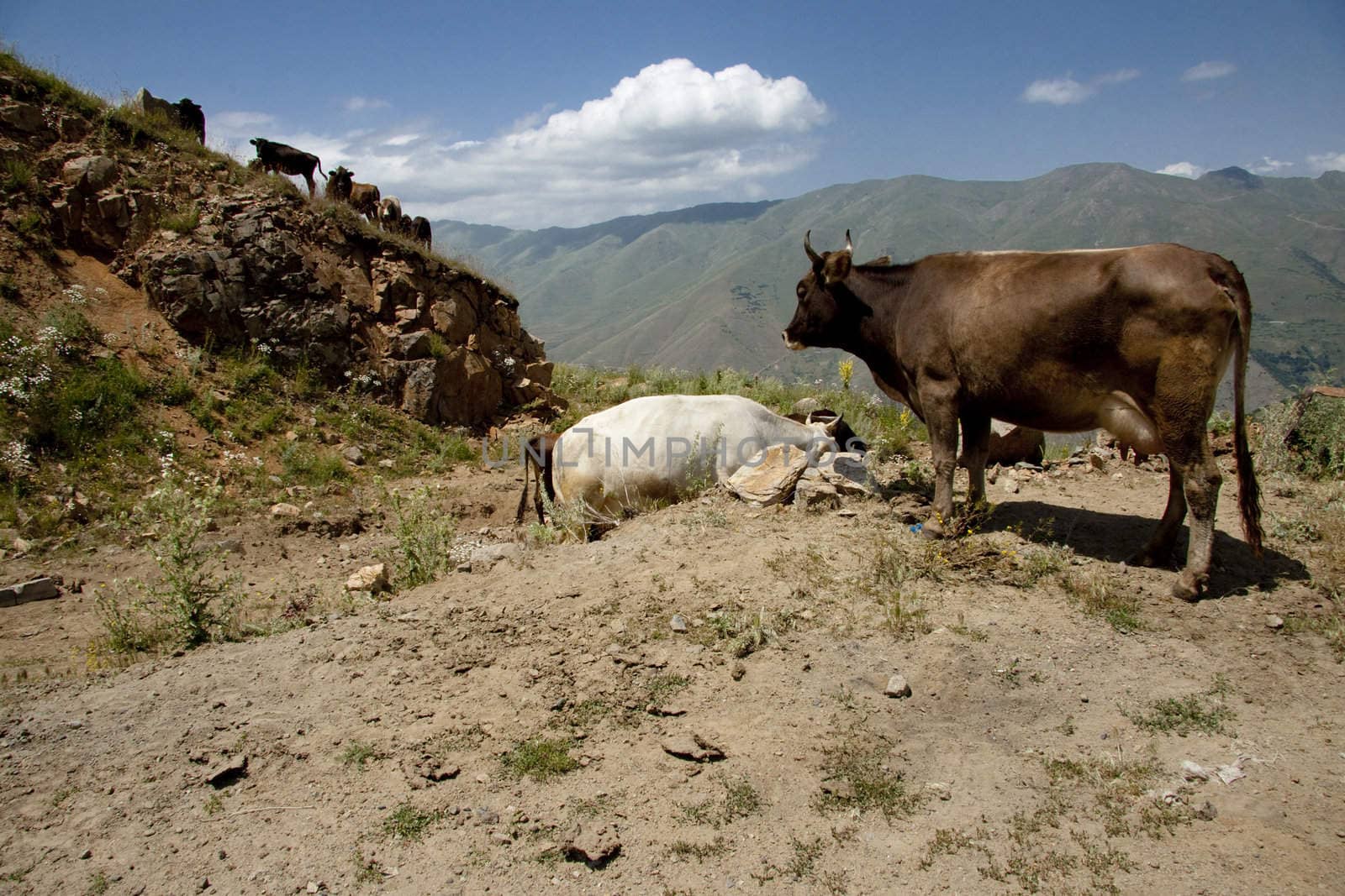 Brown cow in Armenia mountains, near Meghri passing
