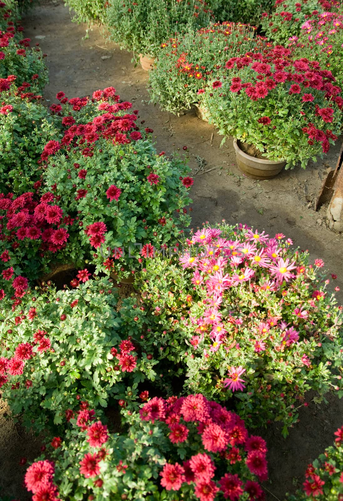 lots of colorfull flowers inside a greenhouse