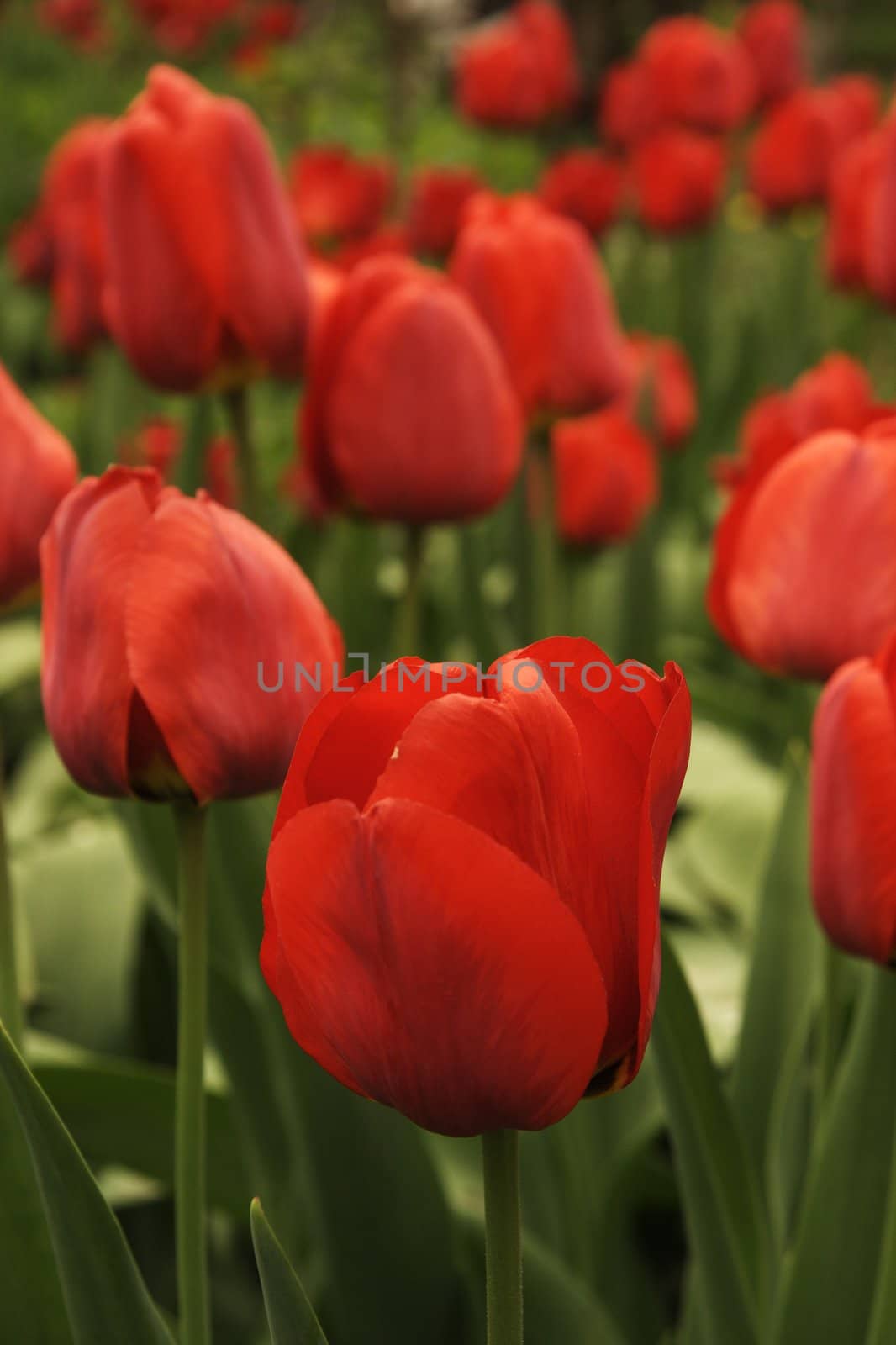 tulips in garden