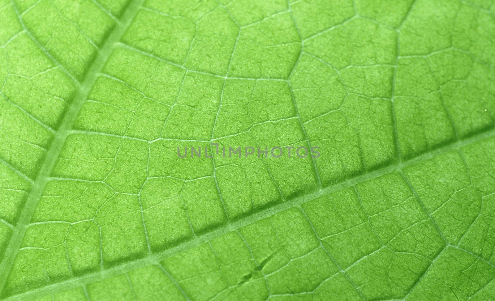 green leave background
