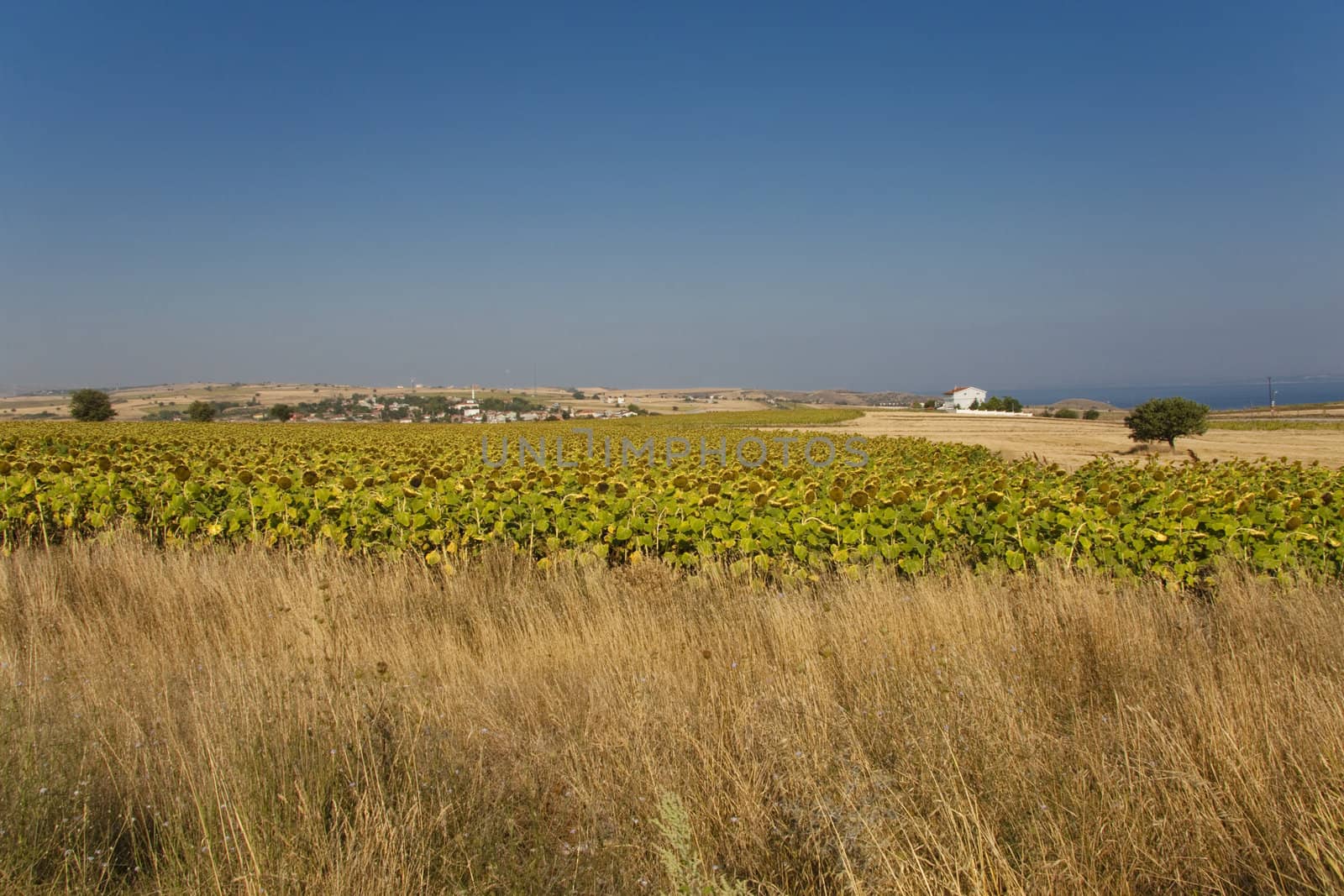 View on field with sunflowers in Turkey. In background sea.