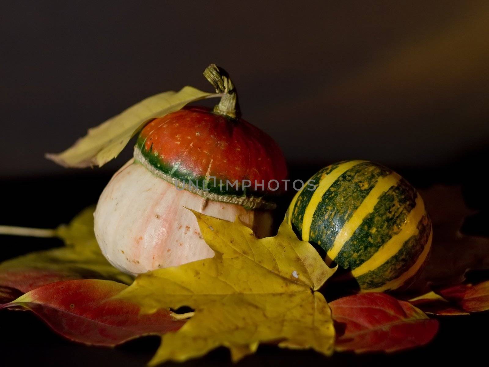 Autumn still life with two small pumpkins and leaves.