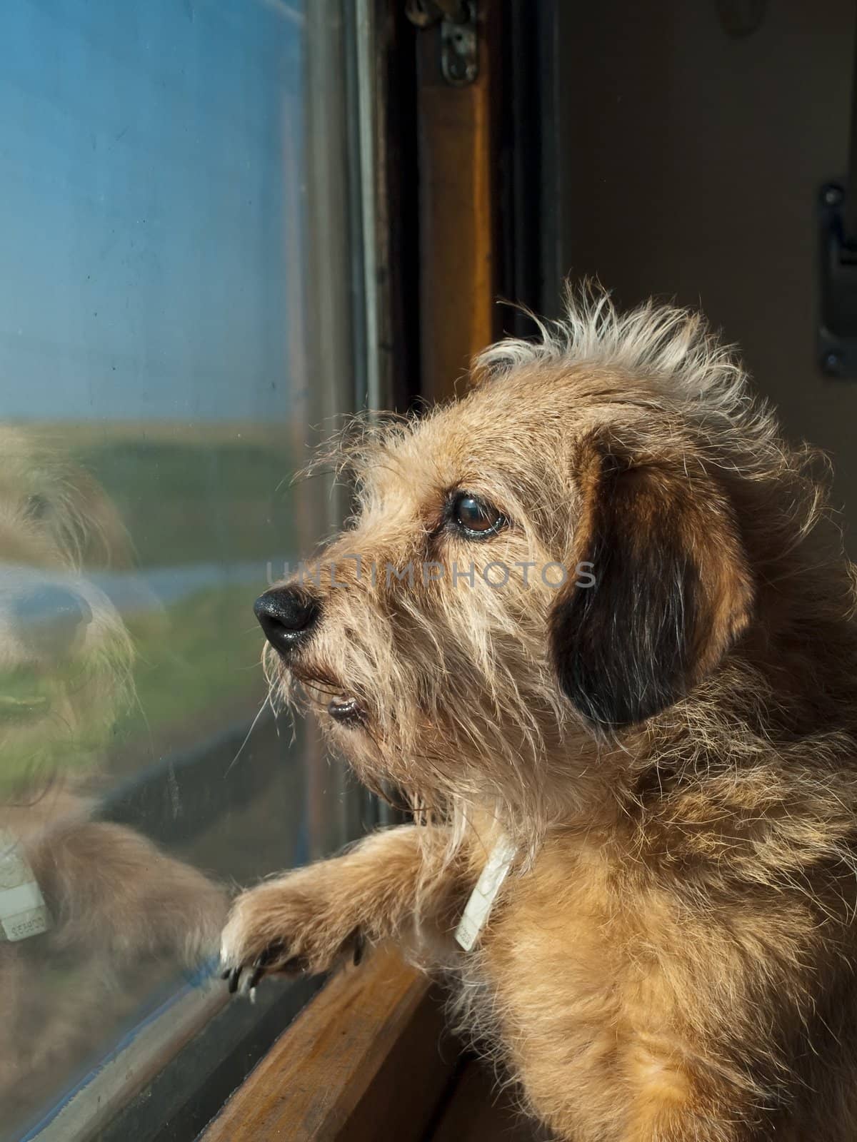 The dog in  the train. Funny dog.