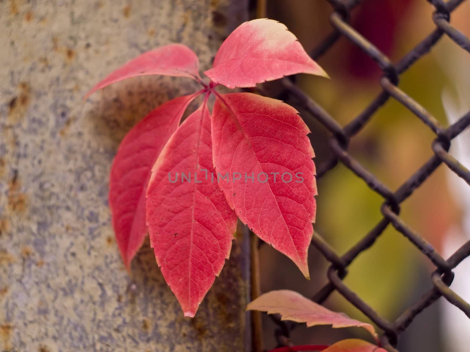 Autumn leaf in the park.