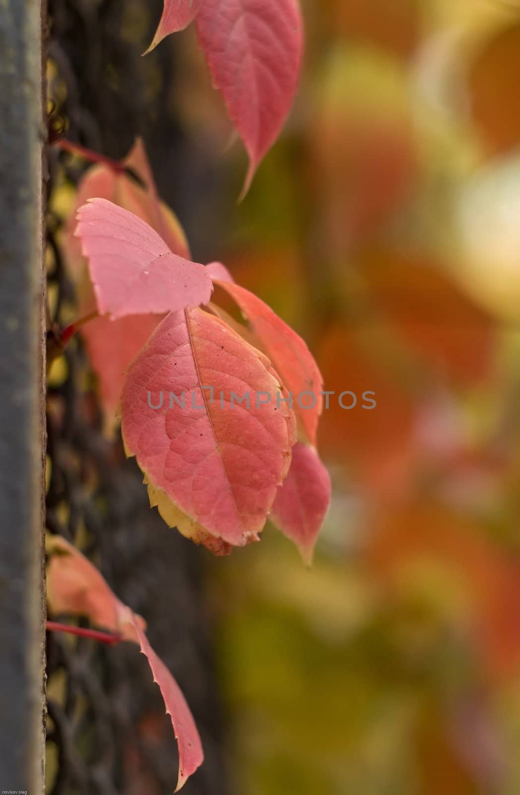 Autumn leaf in the park.