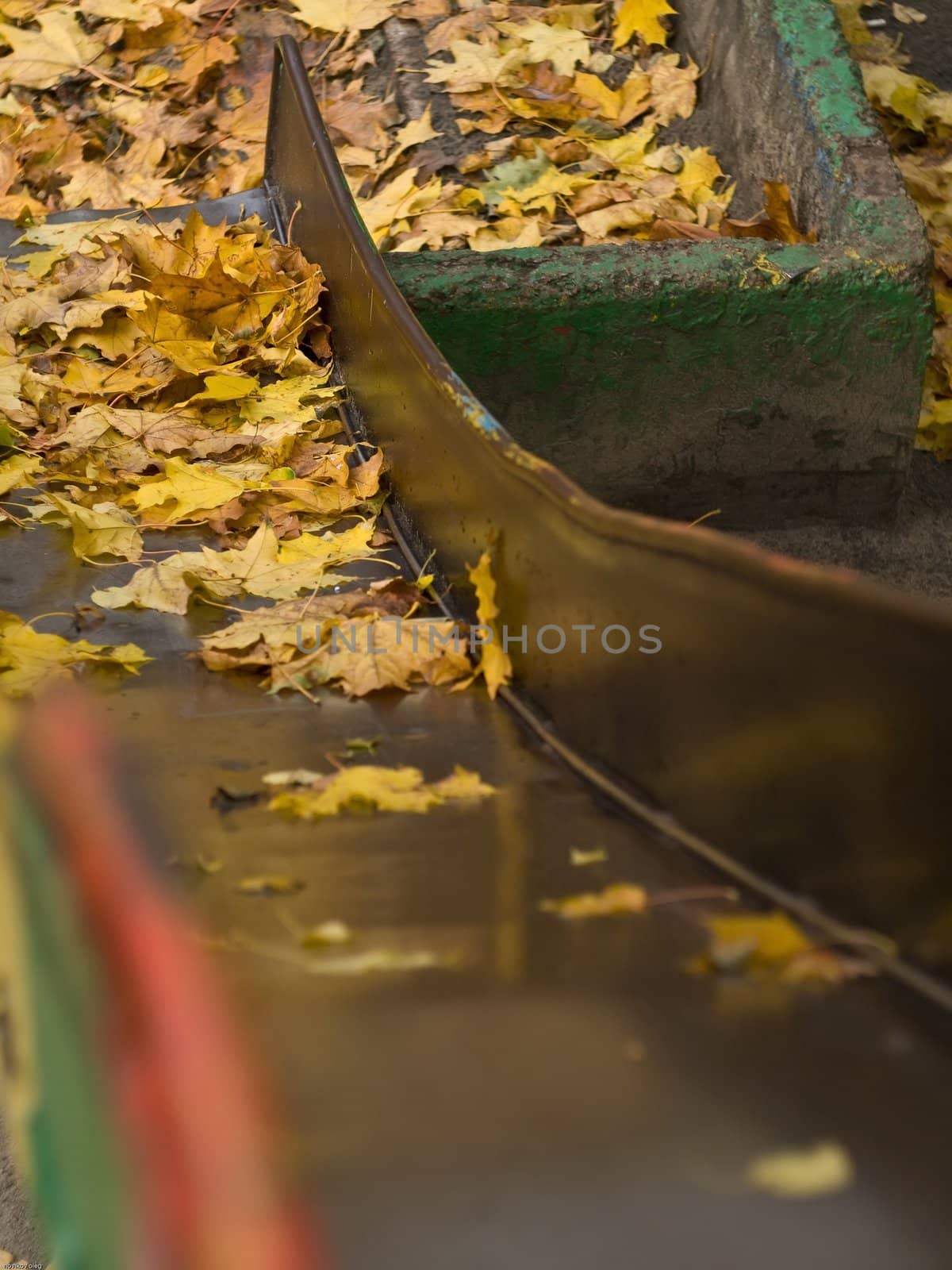 Autumn leaf in the park.