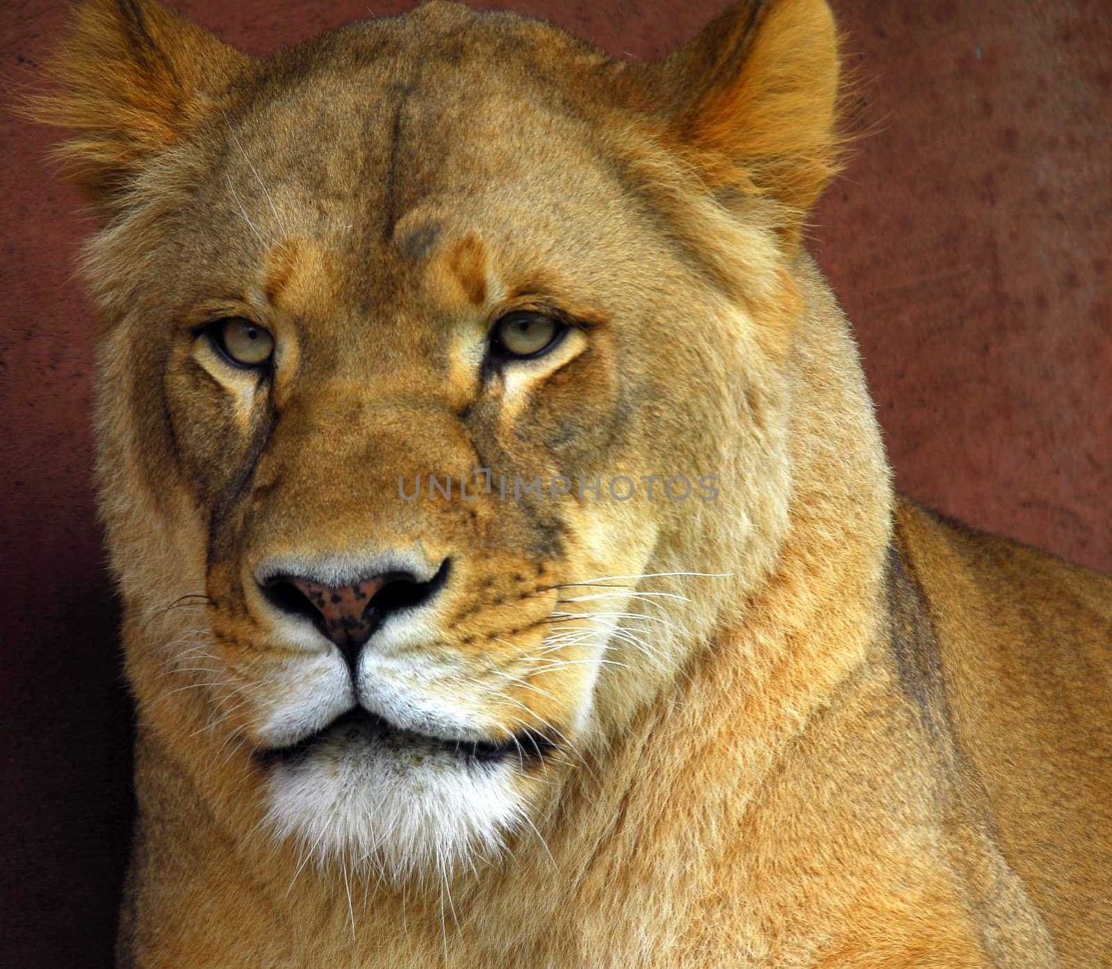 Closeup portrat of a beautiful female lion