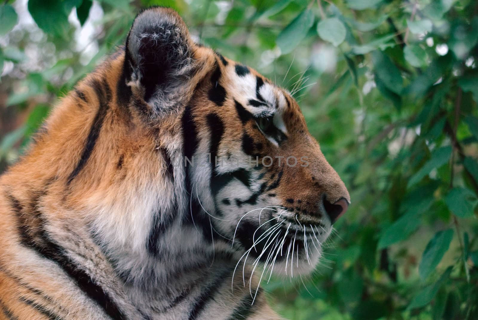 Closeup picture of a Siberian Tiger on a Summer day