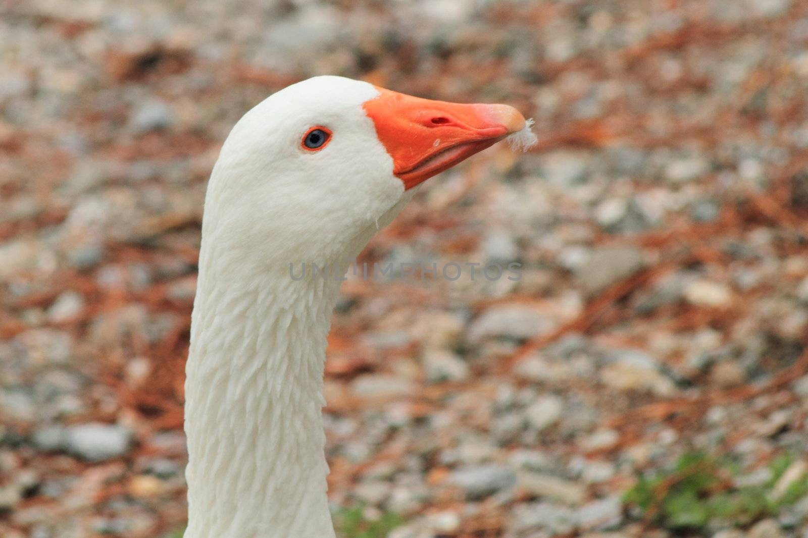 Goose on the beach (Como Lake, northern Italy) waiting to migrate south