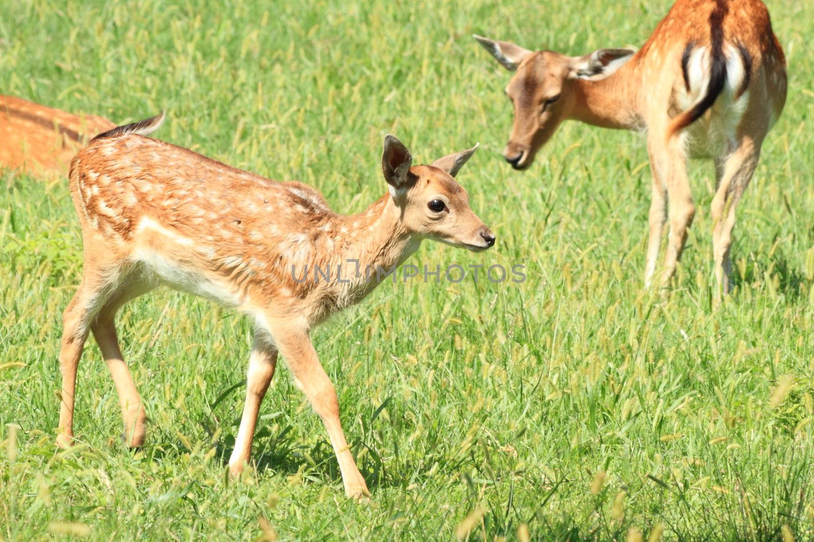 baby deer with his mother between the Alps