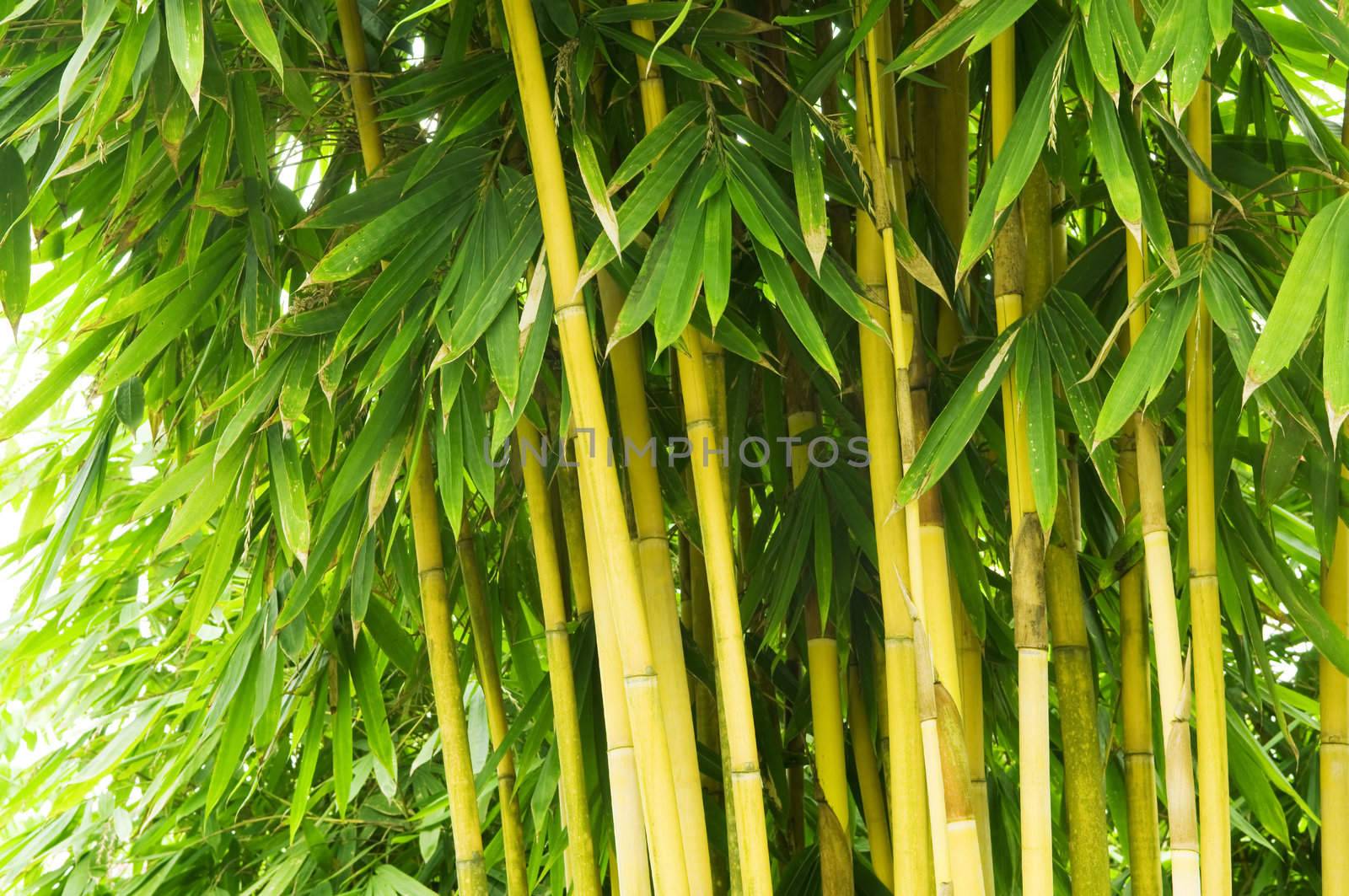 Asian Bamboo forest in the late afternoon sun. 