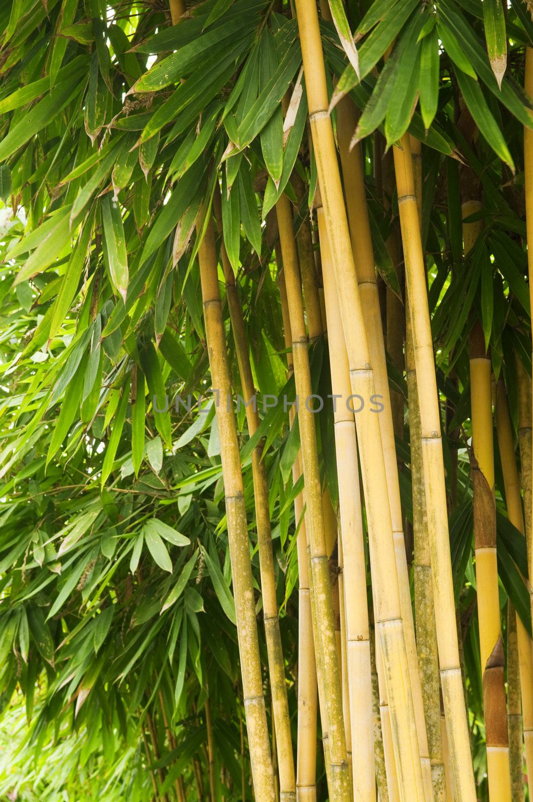 Bamboo tree by szefei