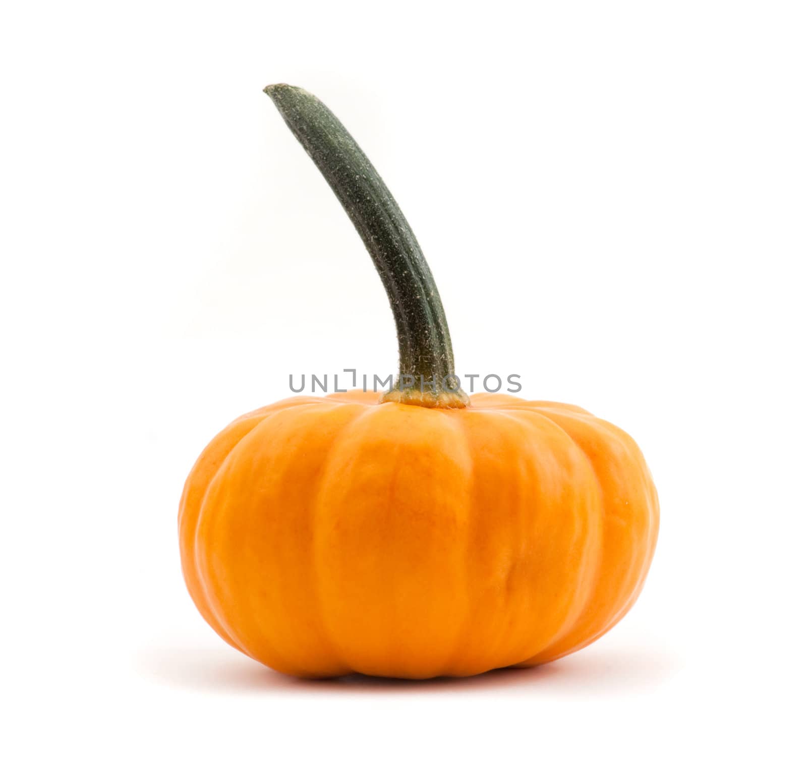 pumpkin by tmirlin