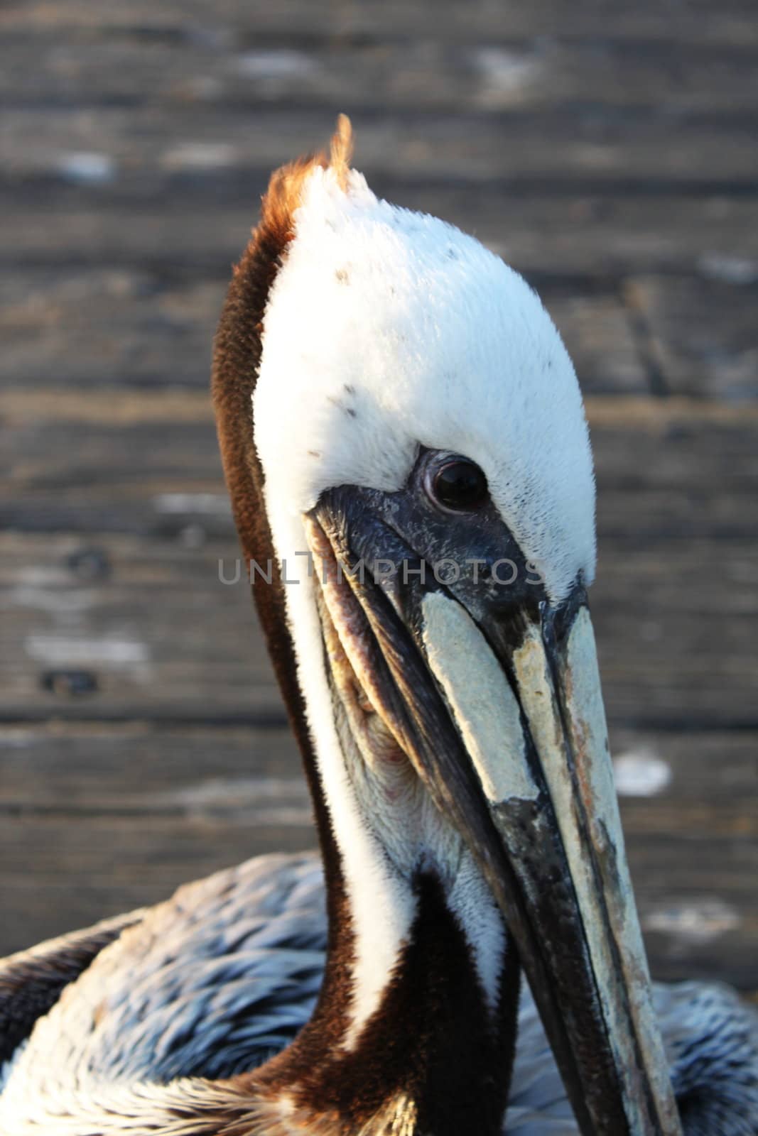 Close up of a pelican head with pier in the background.